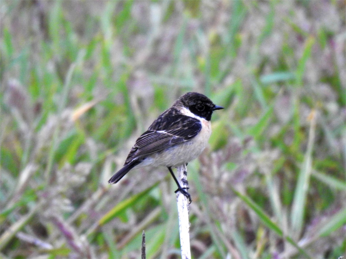 Amur Stonechat - ML624524416