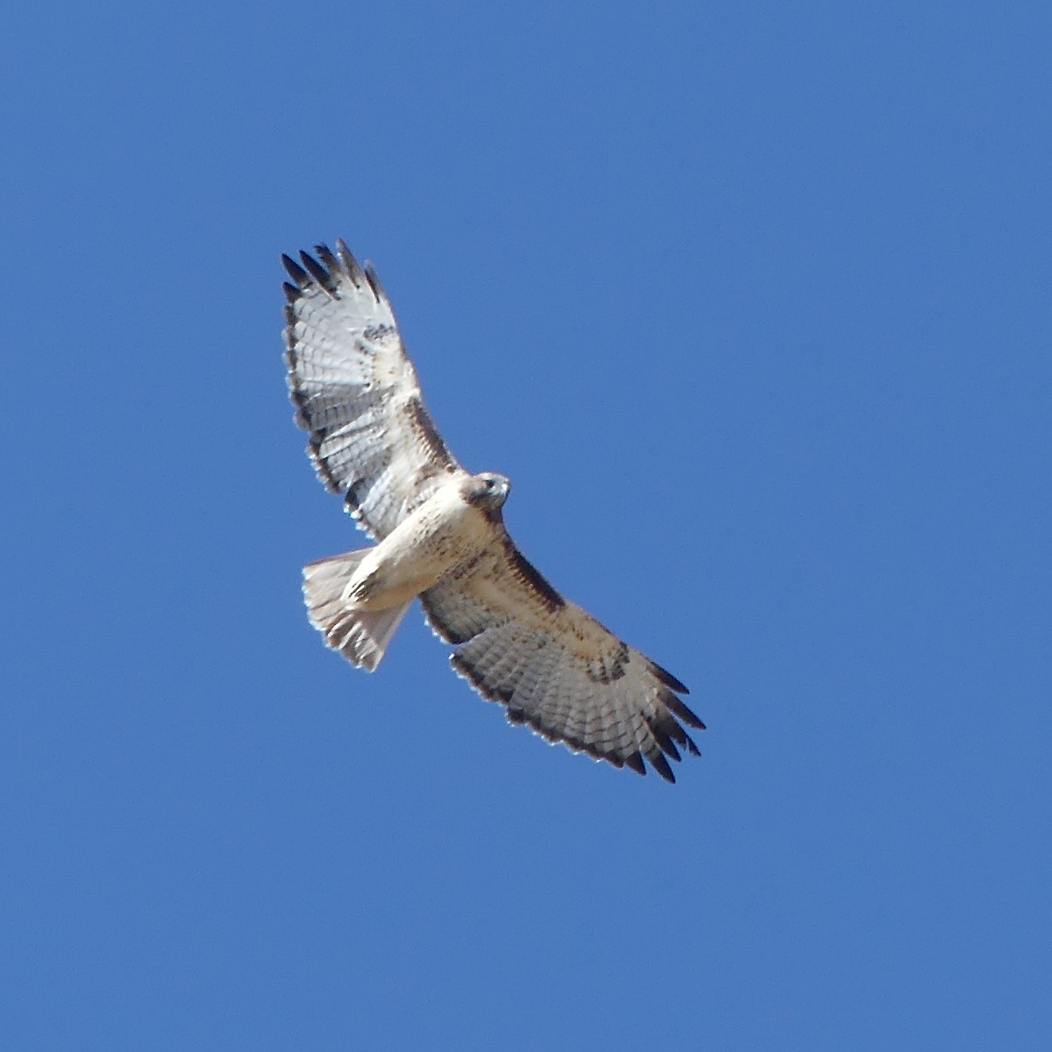 Red-tailed Hawk - ML624524422