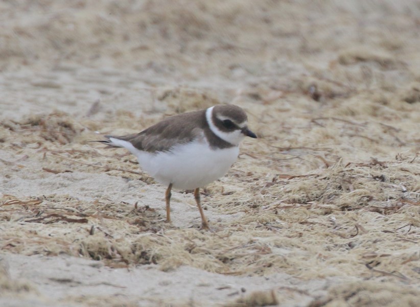 Semipalmated Plover - ML624524425