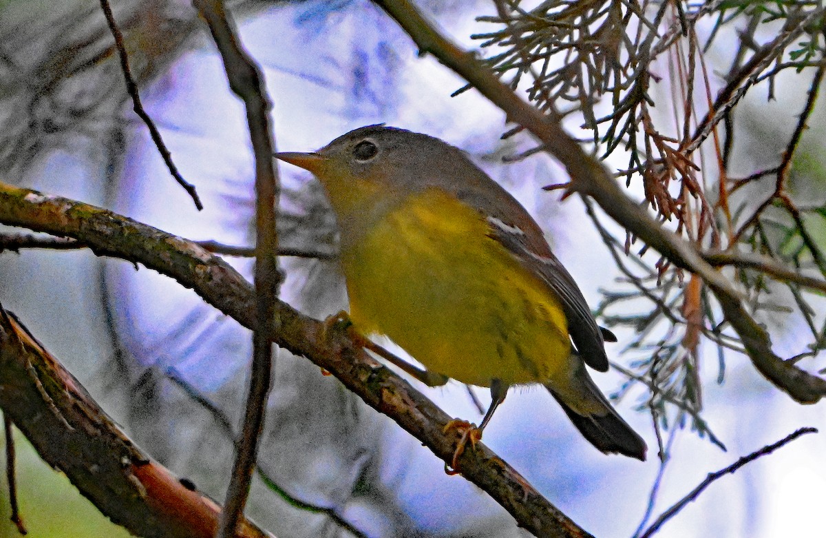 Magnolia Warbler - ML624524427