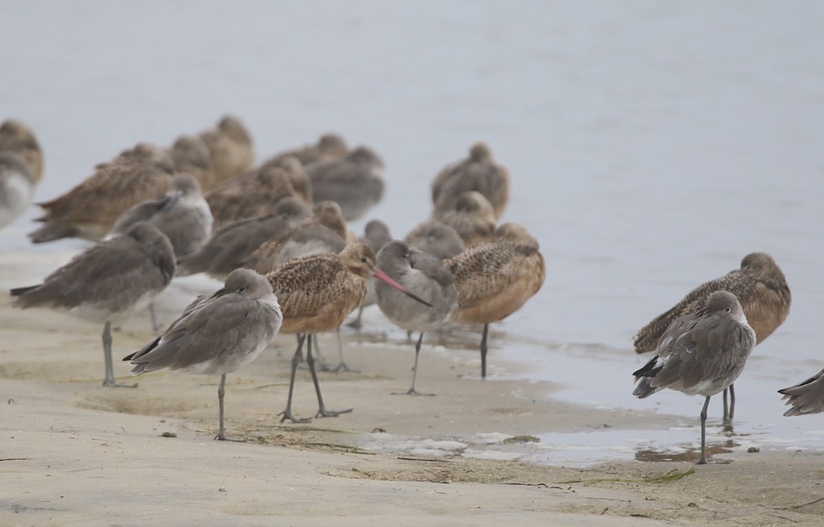 Marbled Godwit - ML624524428