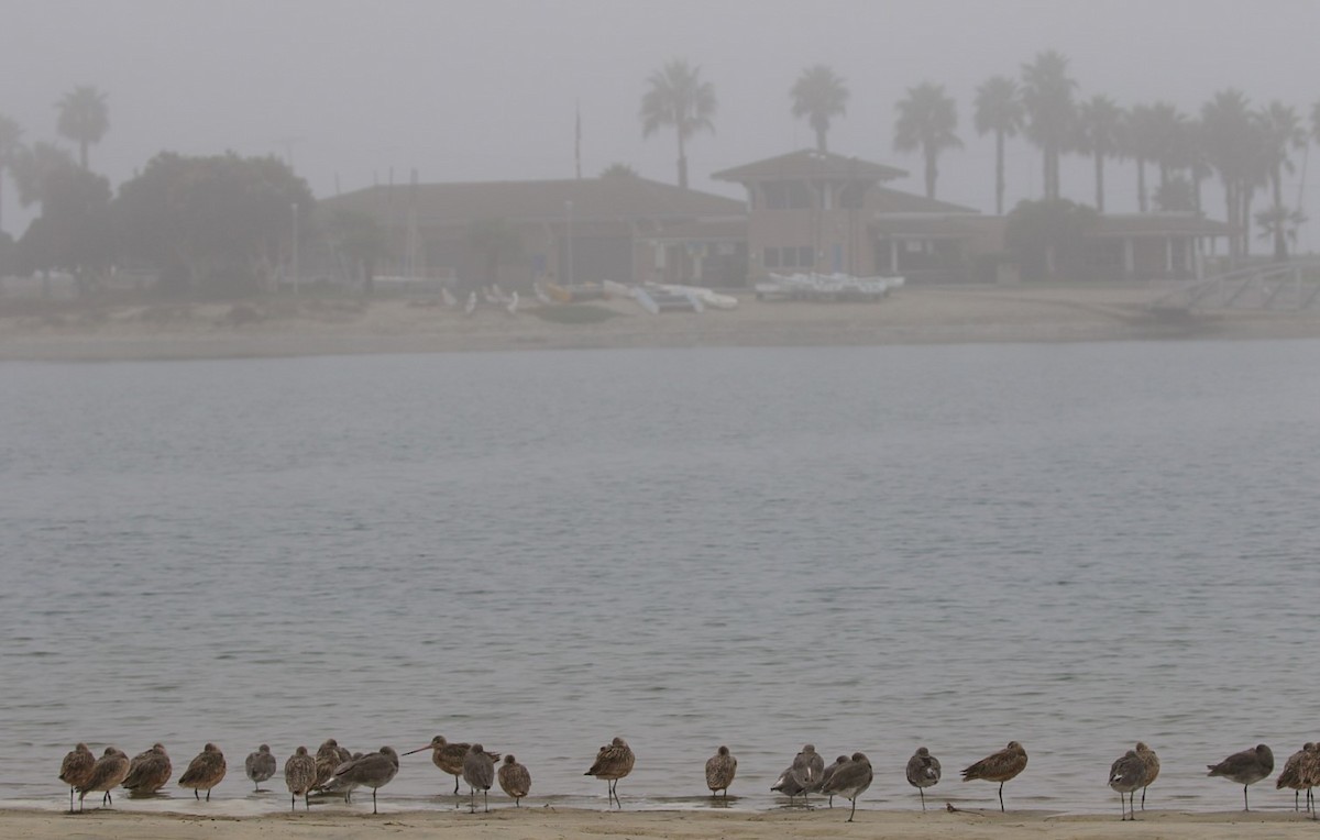 Marbled Godwit - ML624524429