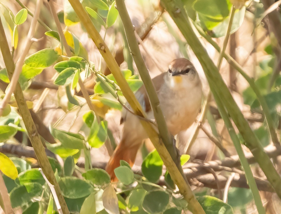 Yellow-chinned Spinetail - ML624524430