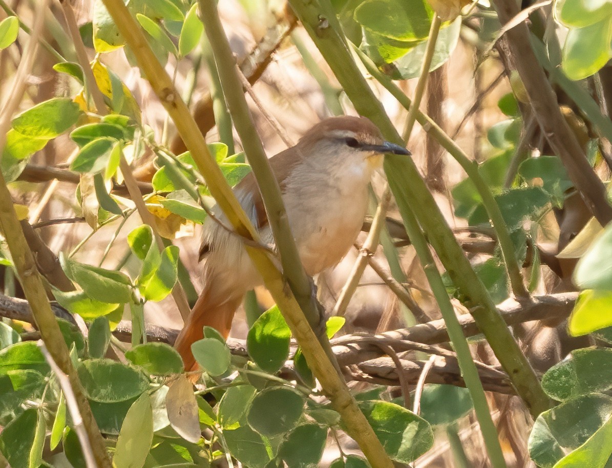 Yellow-chinned Spinetail - ML624524431