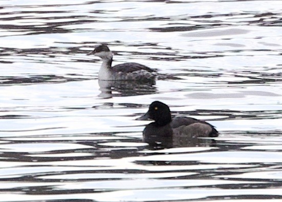 Lesser Scaup - ML624524432