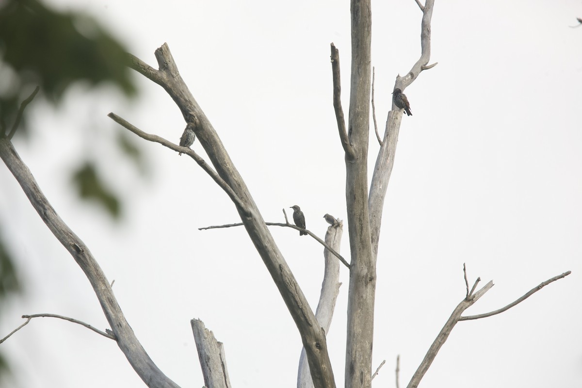 European Starling - ML624524433