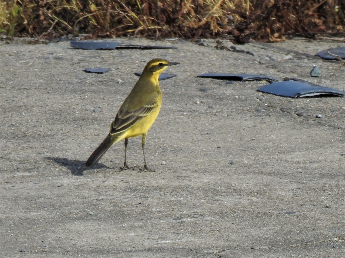 Eastern Yellow Wagtail - ML624524436