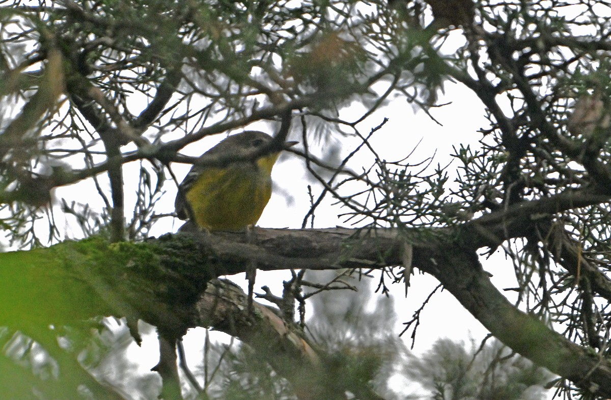 new world warbler sp. - ML624524437