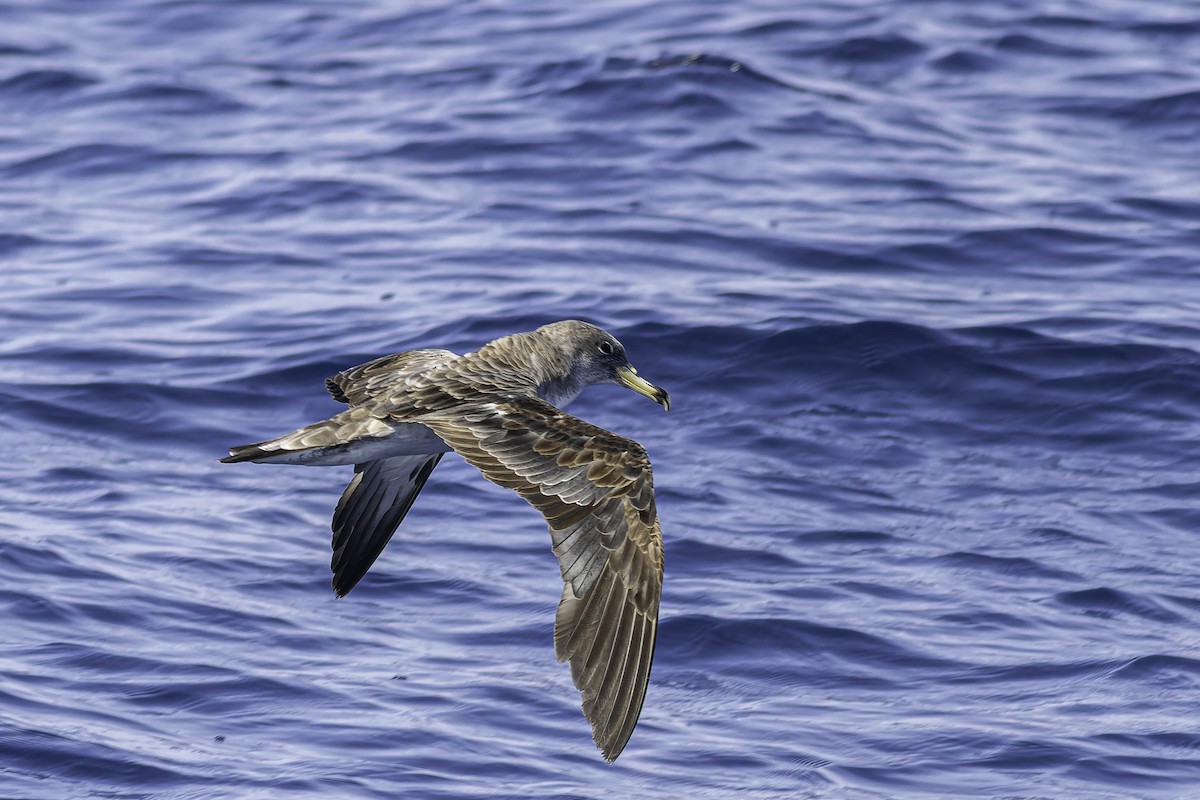 Cory's Shearwater - George Roussey