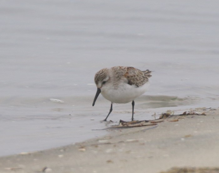 Western Sandpiper - ML624524439