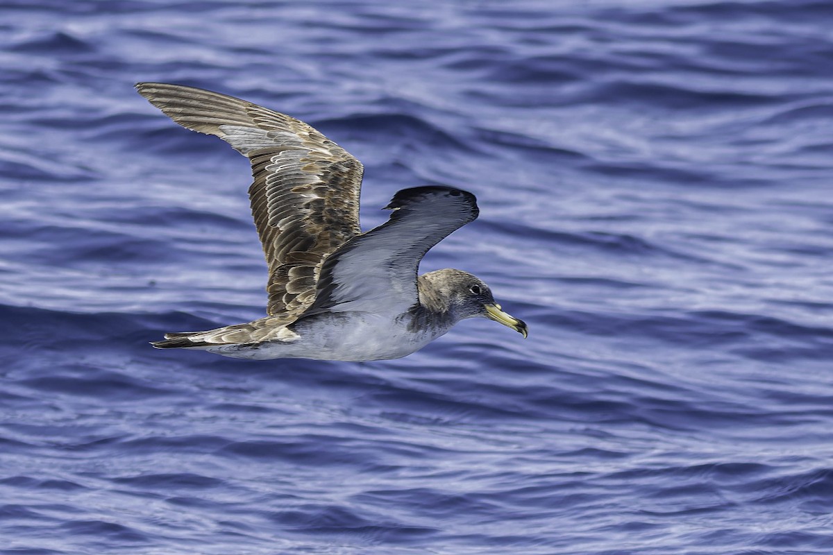 Cory's Shearwater - ML624524446