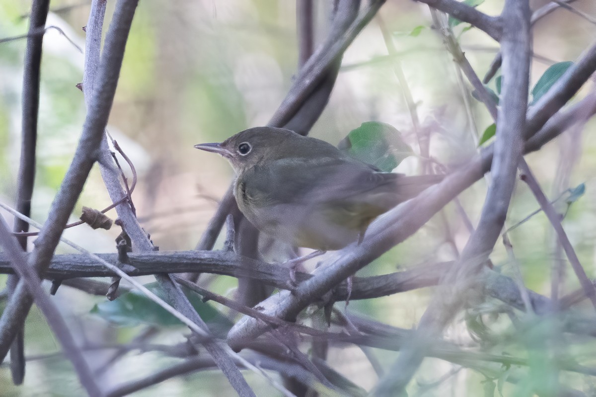 Connecticut Warbler - ML624524449