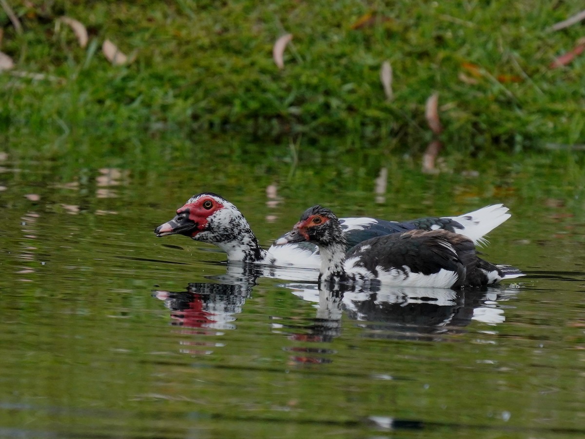 Muscovy Duck - ML624524464