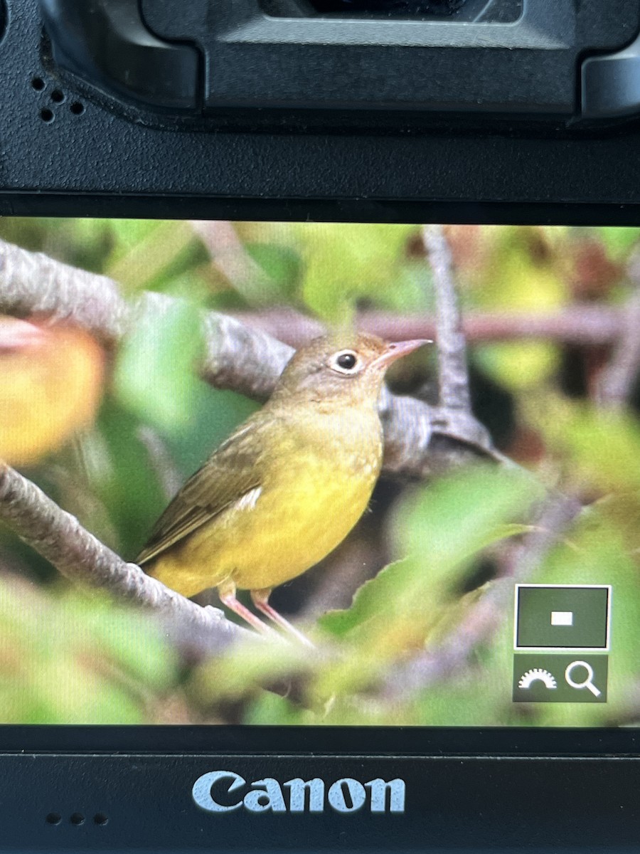 Connecticut Warbler - ML624524515