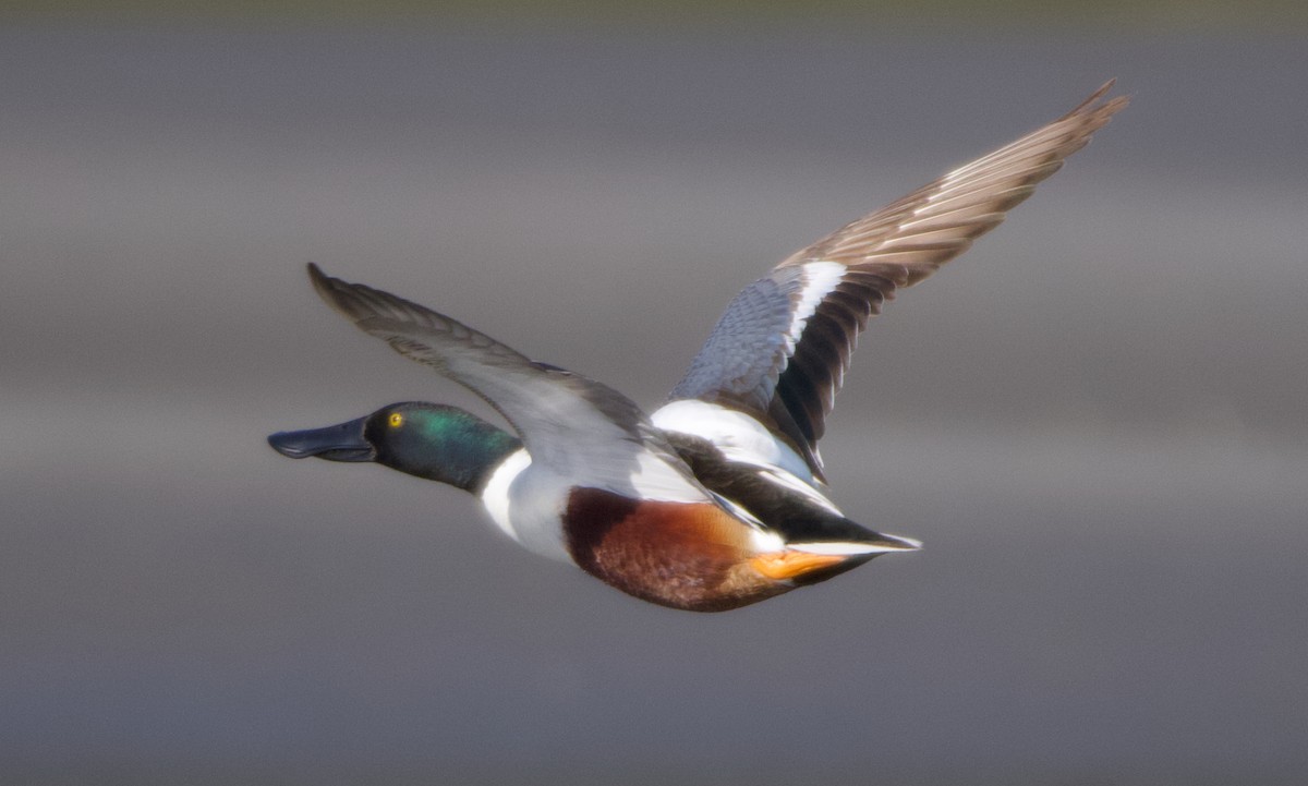 Northern Shoveler - ML624524572