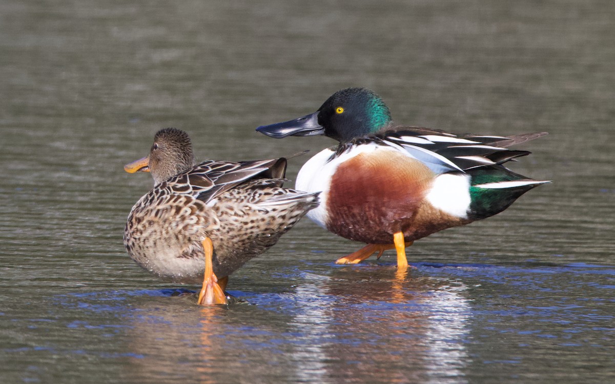 Northern Shoveler - ML624524573