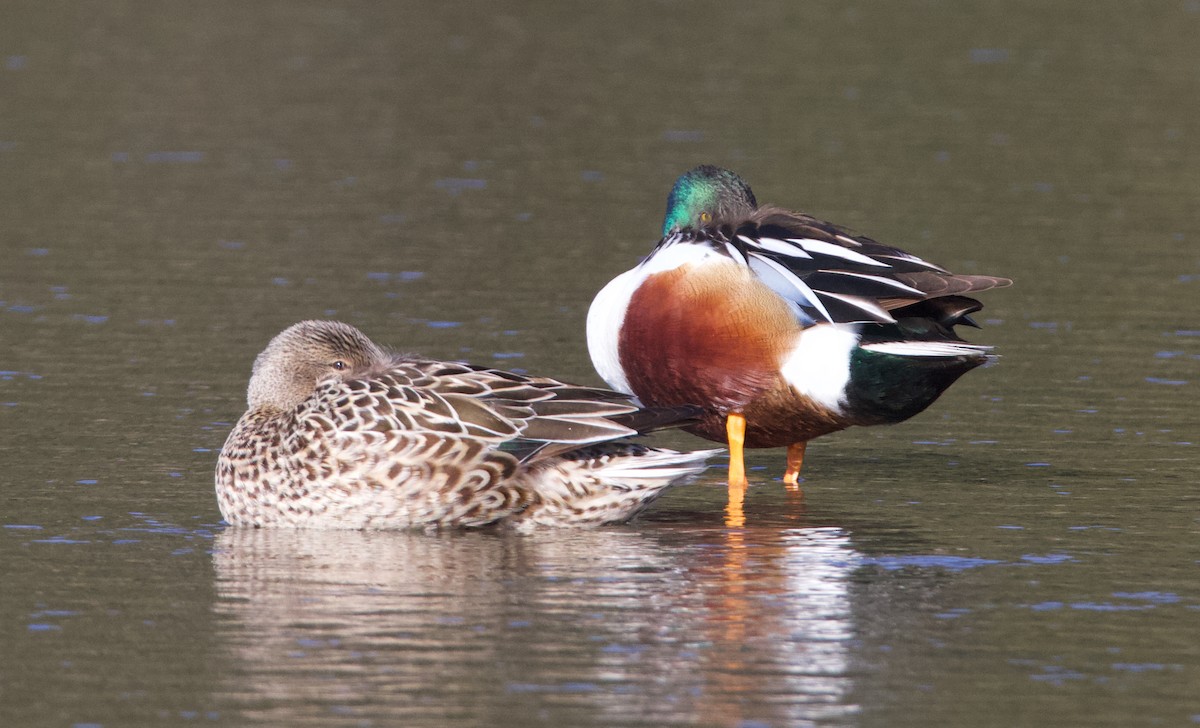 Northern Shoveler - ML624524574