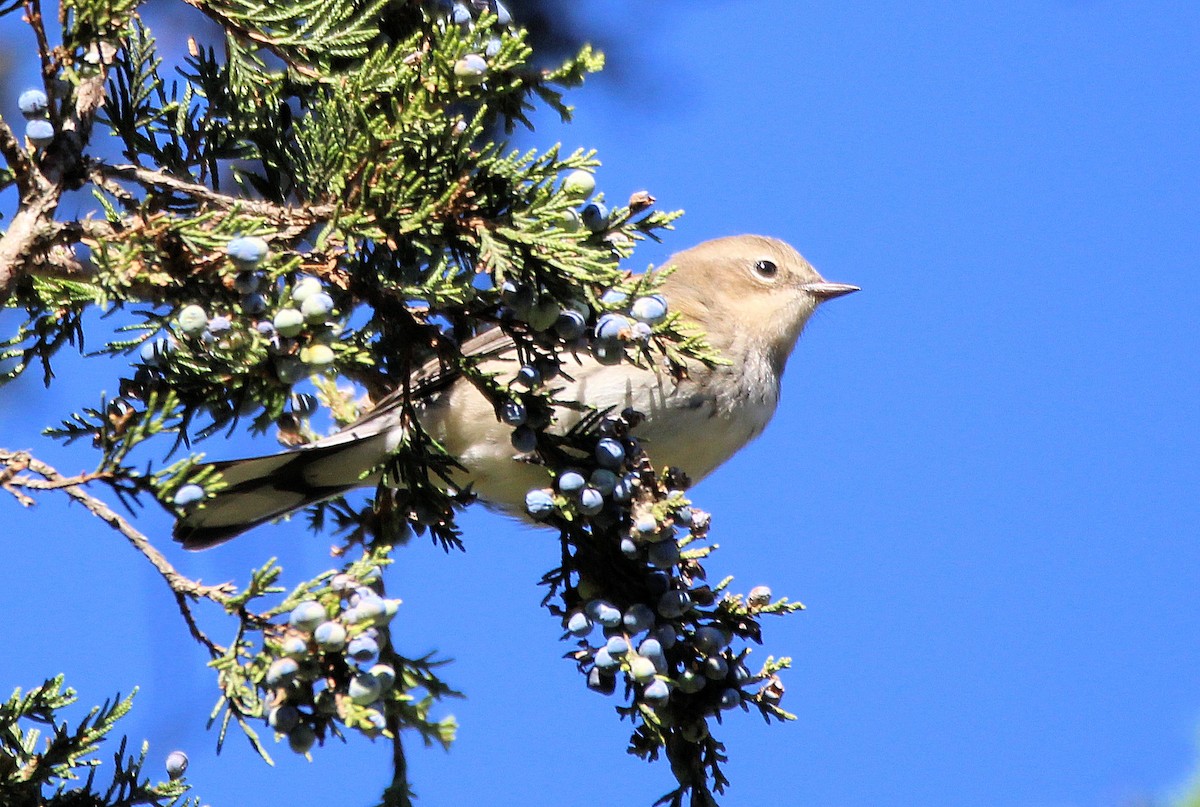 Yellow-rumped Warbler - ML624524618