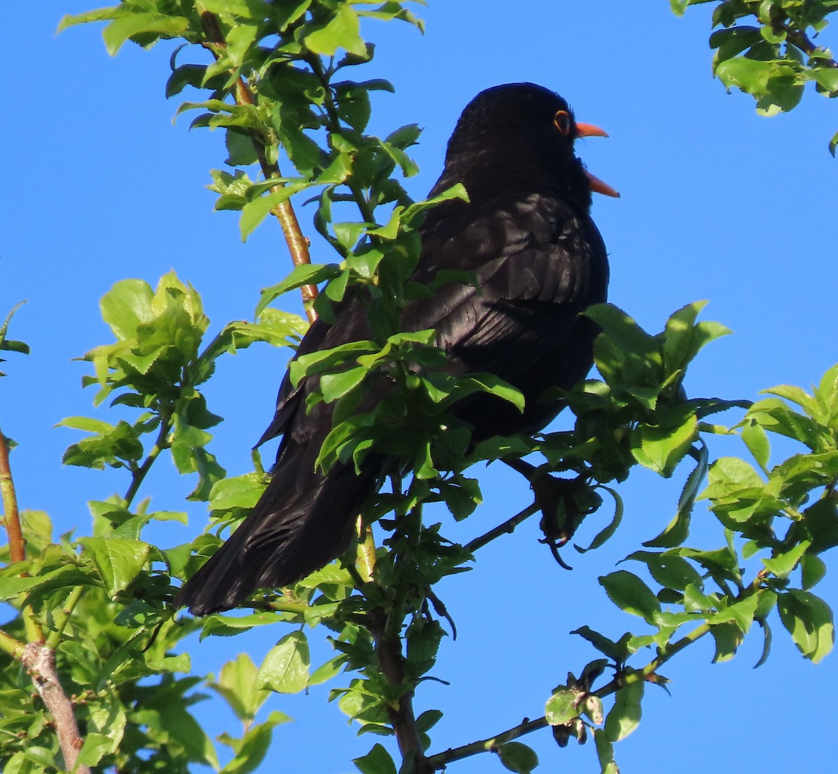 Eurasian Blackbird - ML624524631