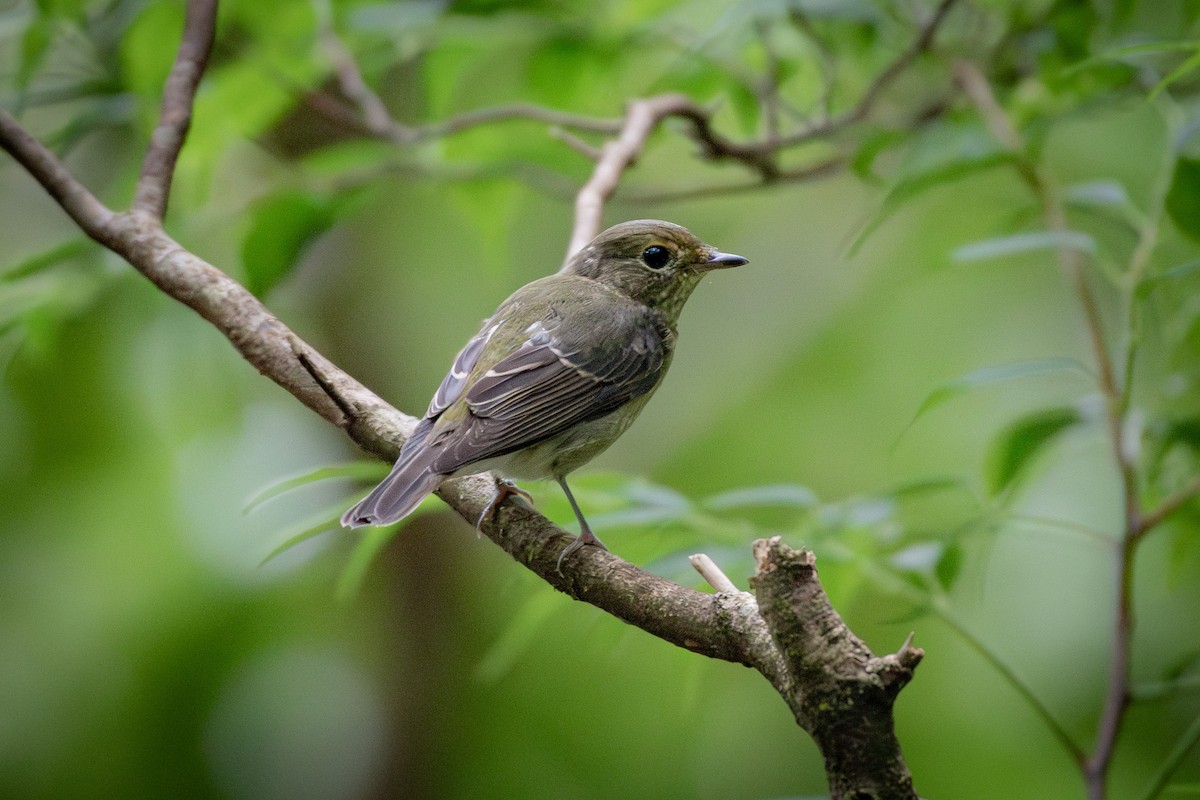 Japanese Robin - ML624524661