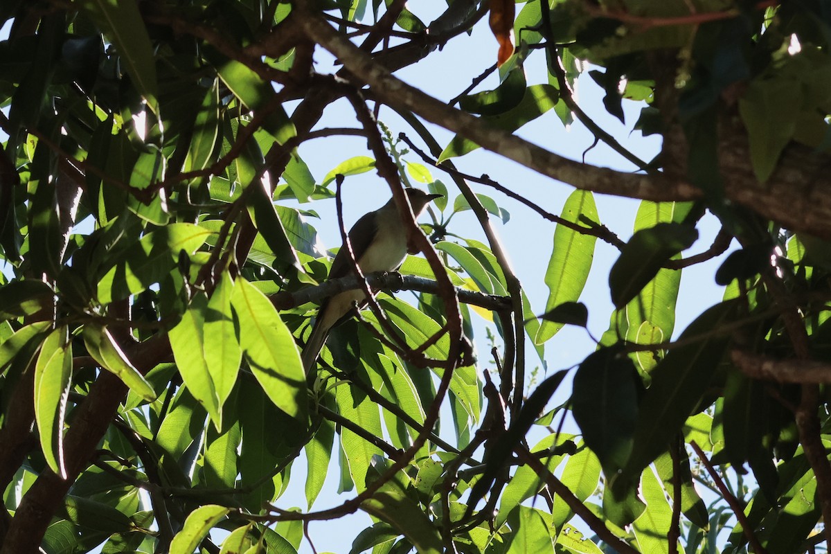 Ash-colored Cuckoo - ML624524675