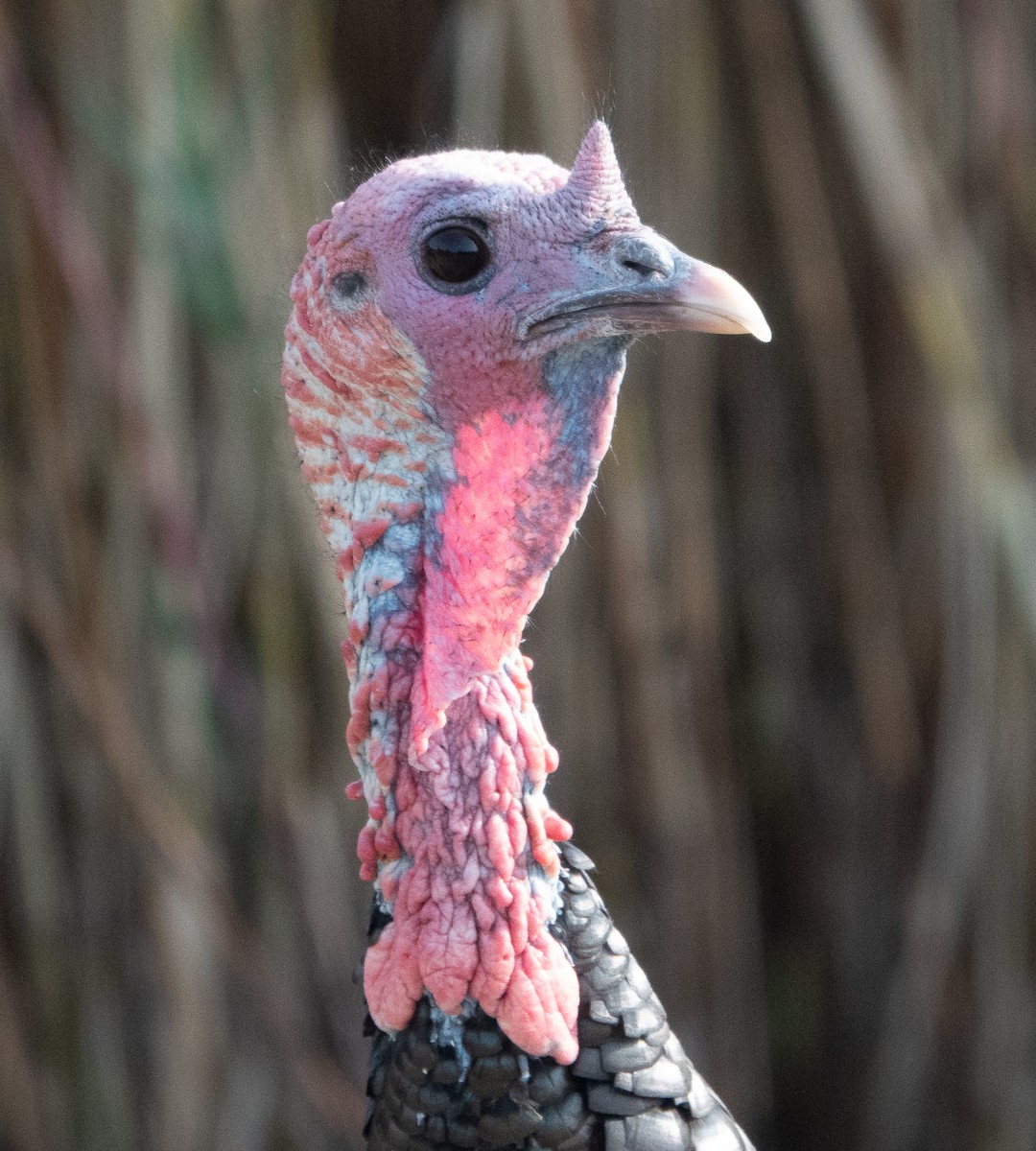 Wild Turkey - ML624524824