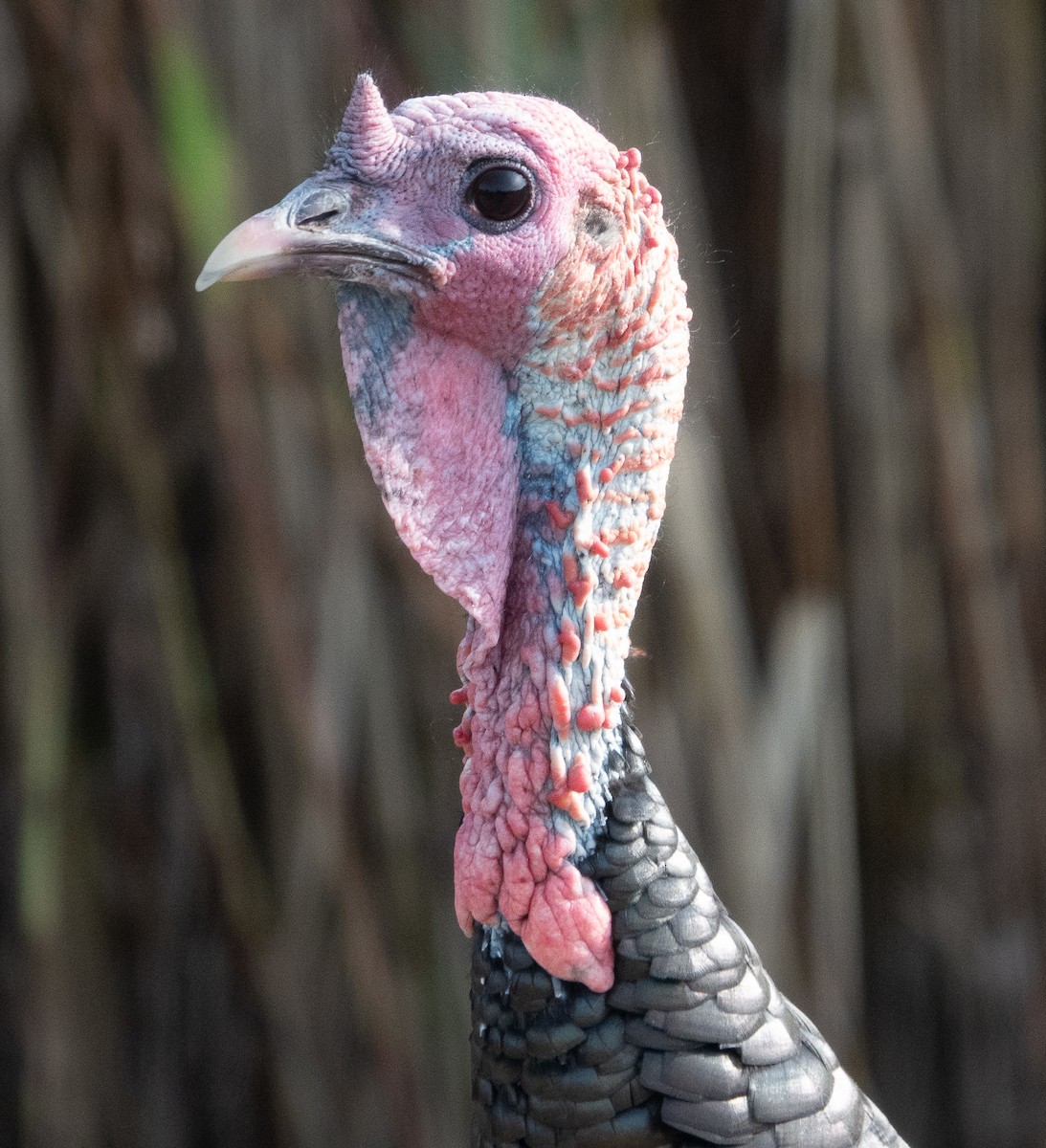 Wild Turkey - ML624524826