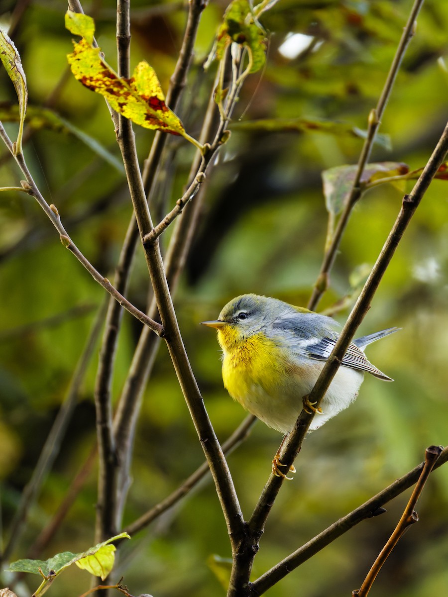 Northern Parula - ML624524830