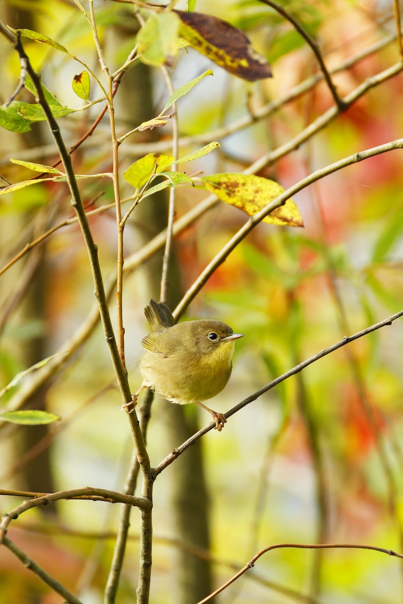 Common Yellowthroat - ML624524832