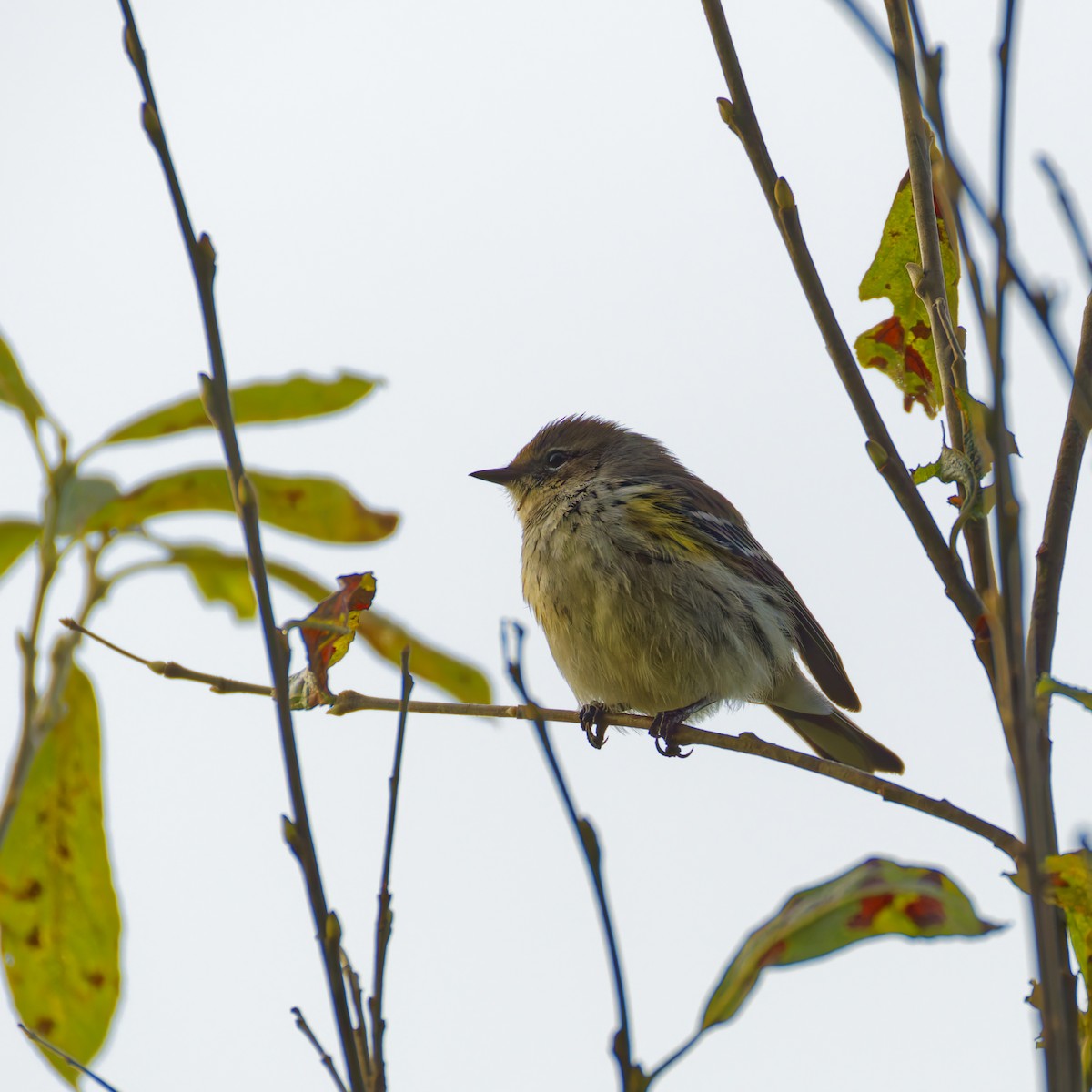 Yellow-rumped Warbler - ML624524842