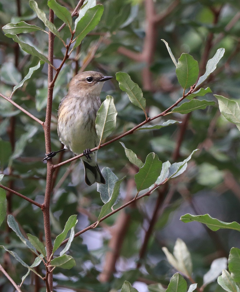 Yellow-rumped Warbler - ML624524843