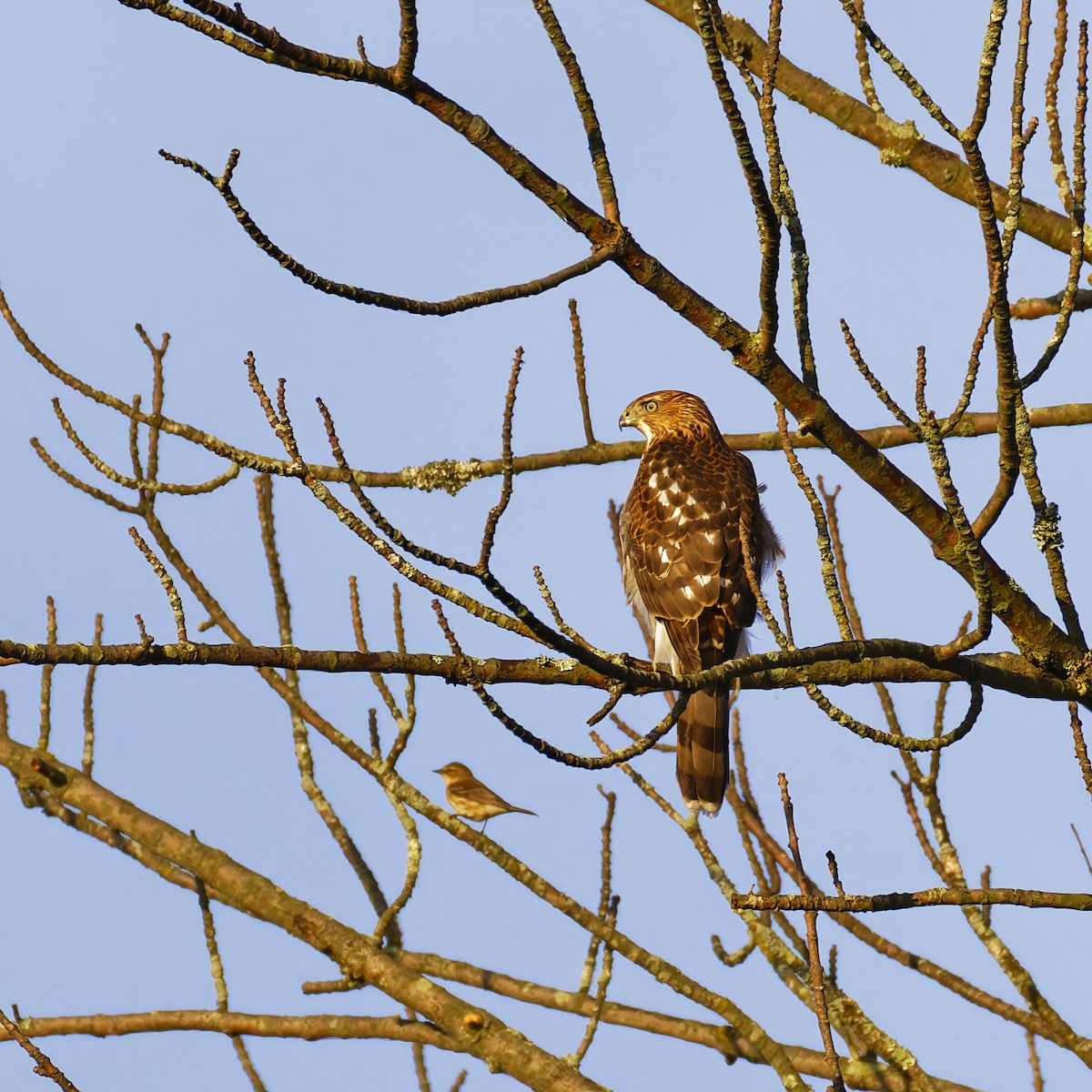 Cooper's Hawk - ML624524847