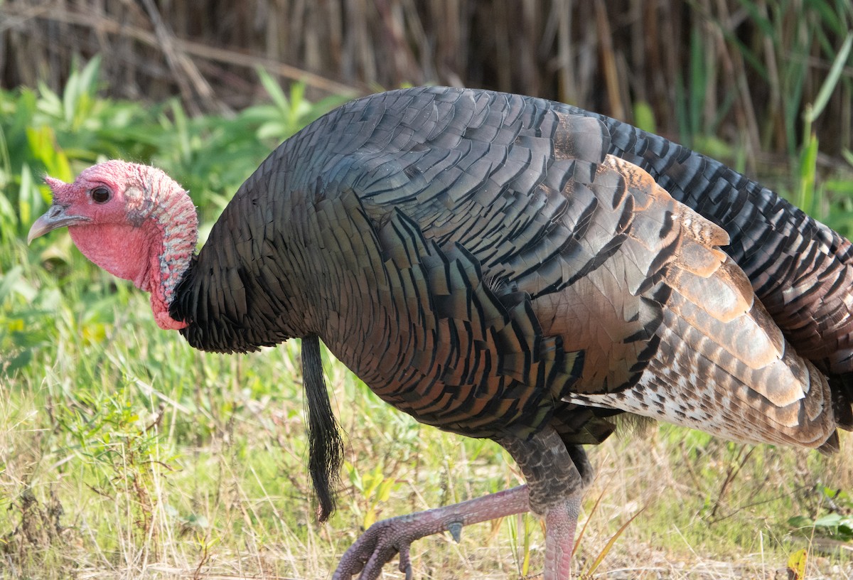 Wild Turkey - ML624524850