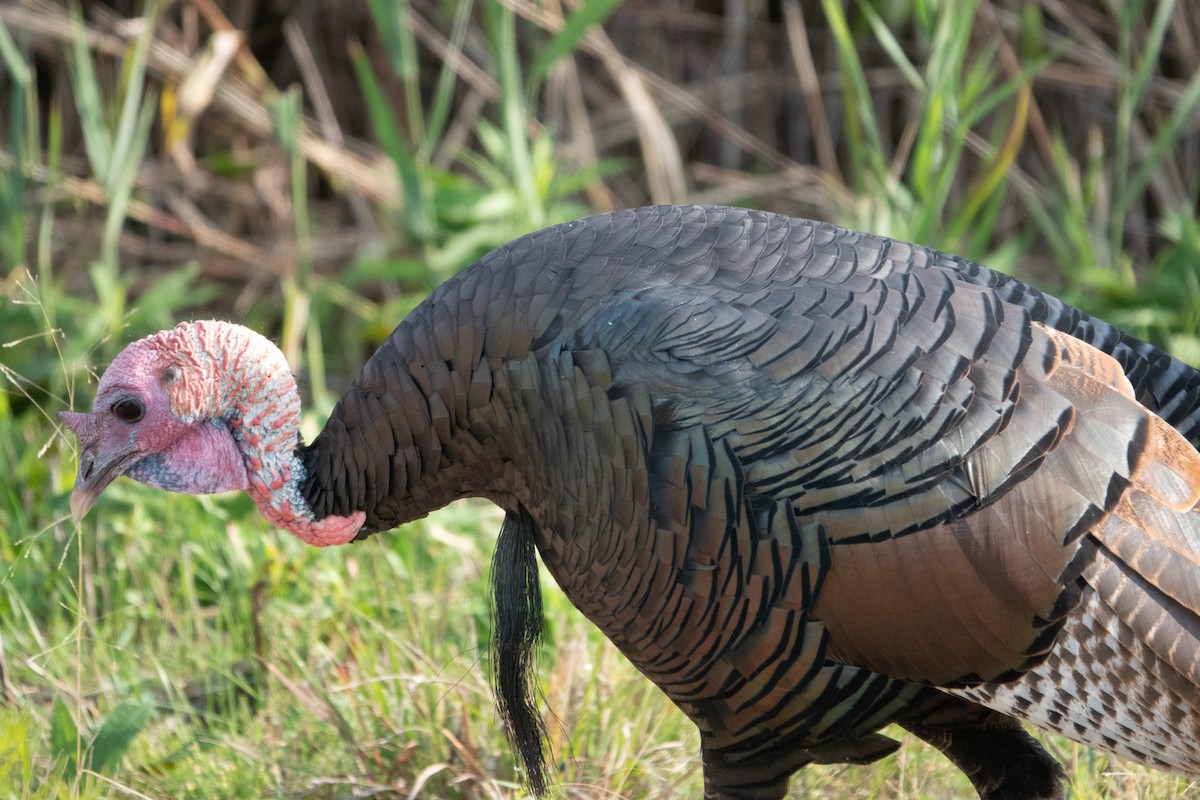 Wild Turkey - ML624524851