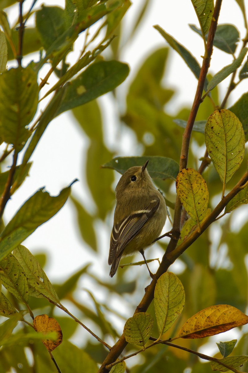 Ruby-crowned Kinglet - ML624524853