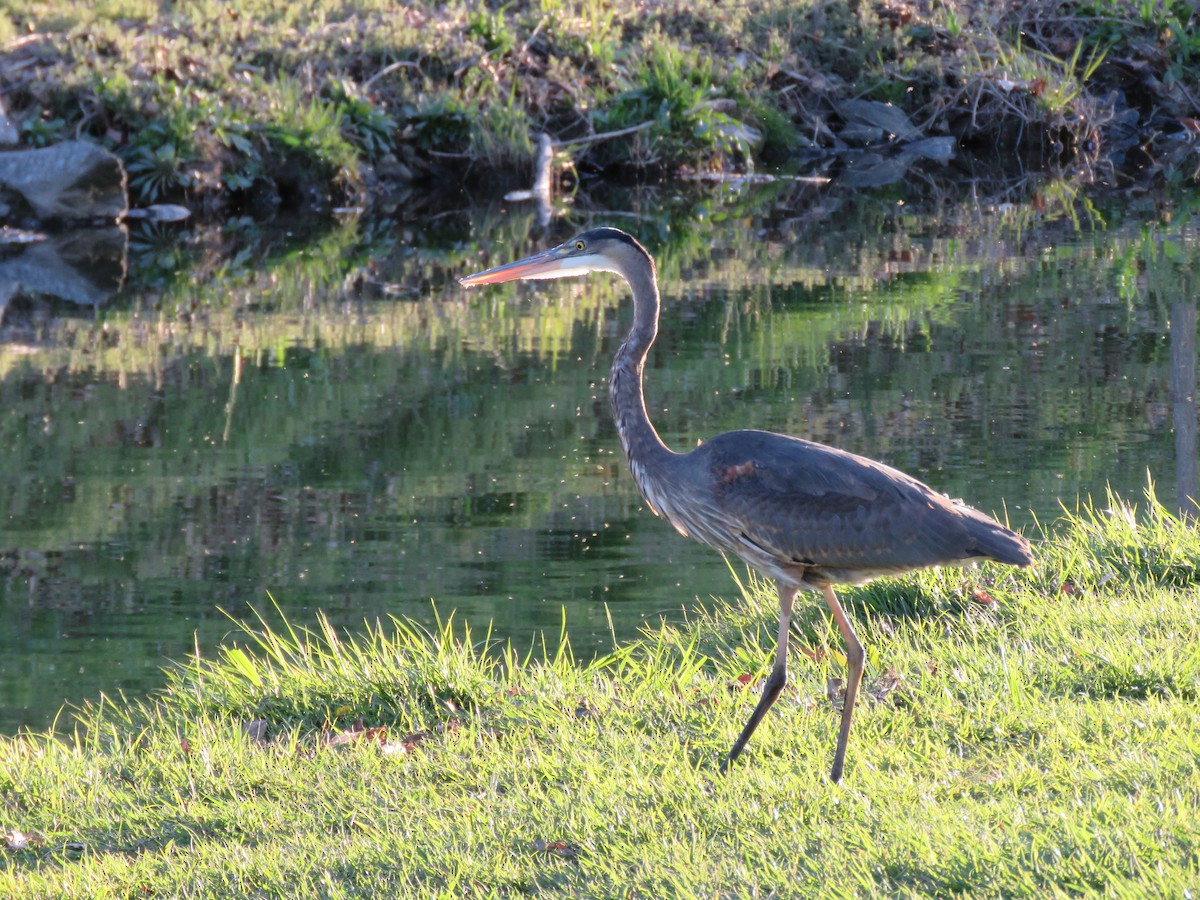 Garza Azulada - ML624524861