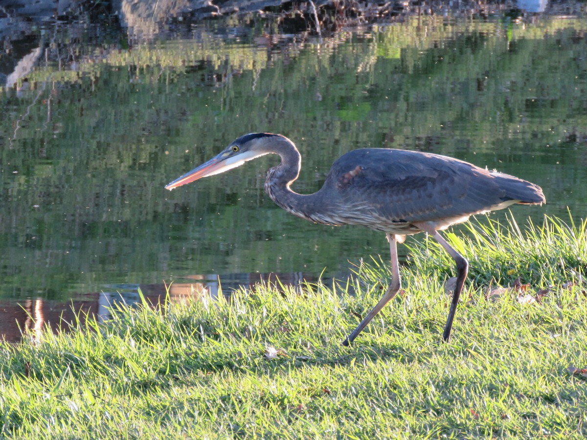 Garza Azulada - ML624524862