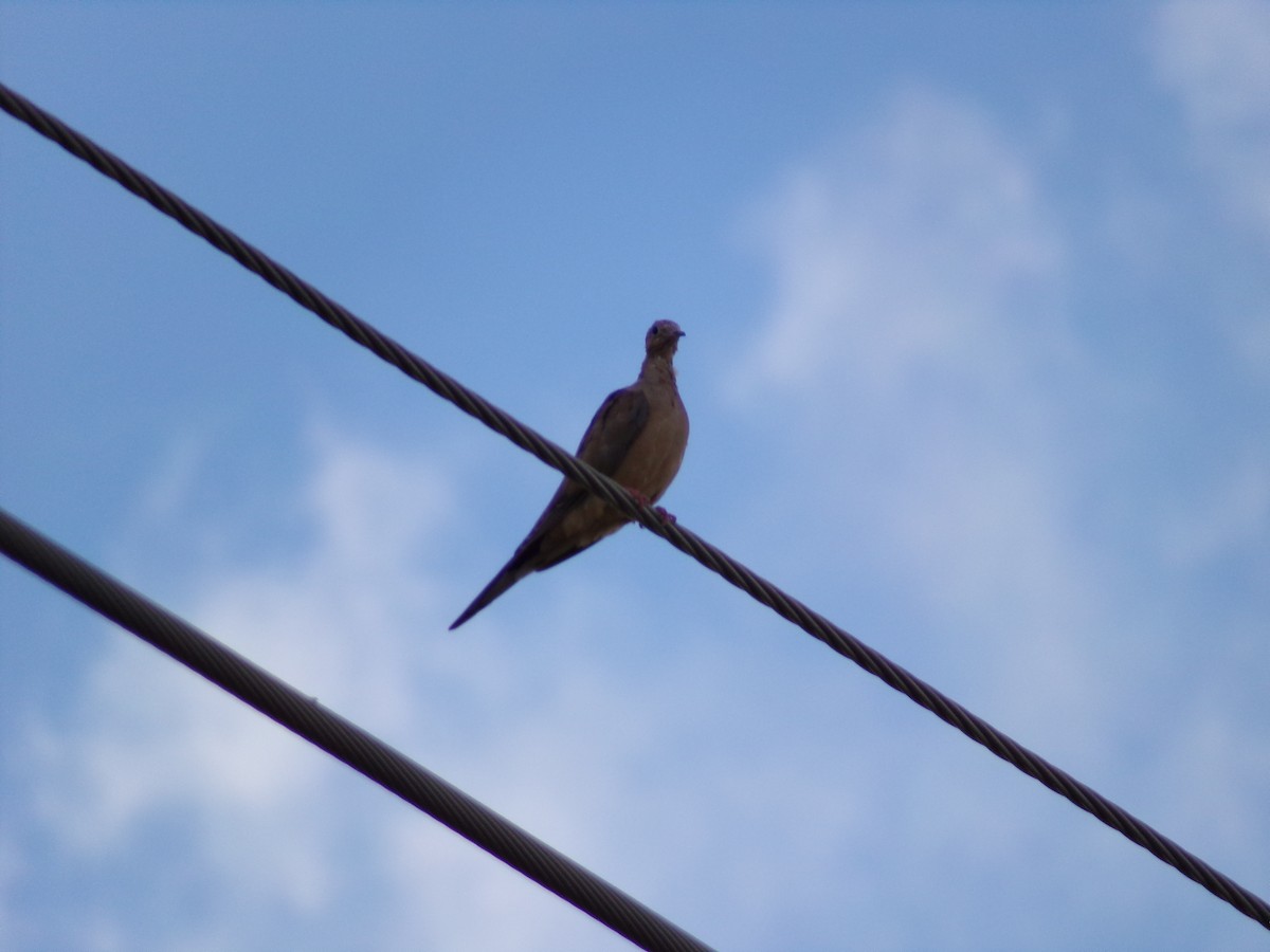 Mourning Dove - ML624524866