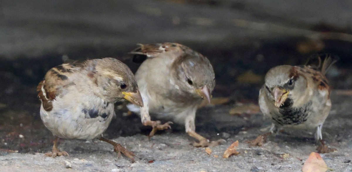 House Sparrow - ML624524882