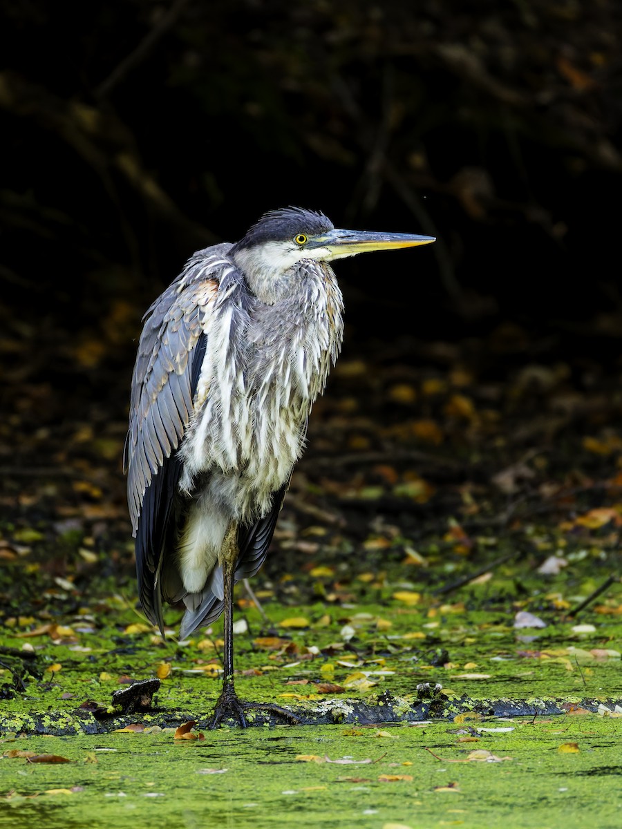 Great Blue Heron - ML624524899