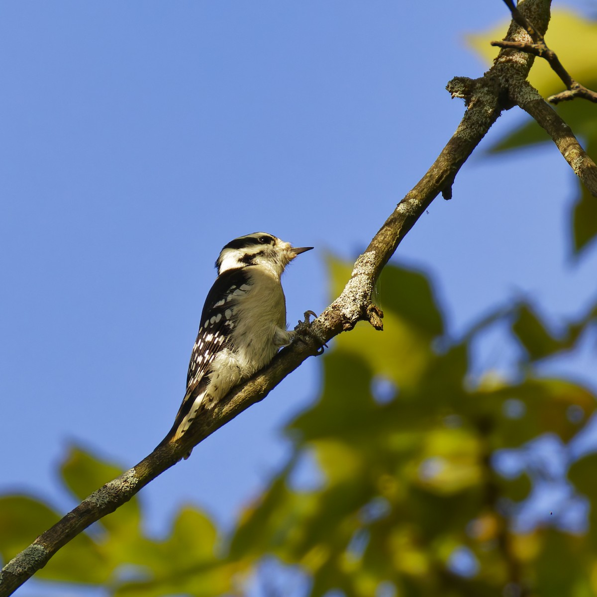 Downy Woodpecker - ML624524910