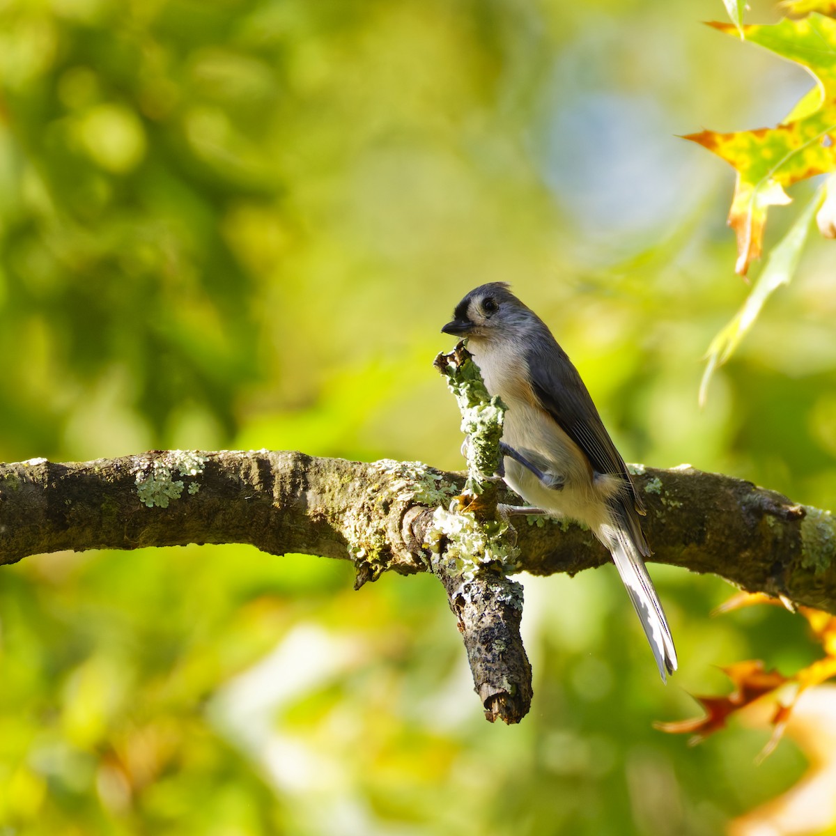 Tufted Titmouse - ML624524921