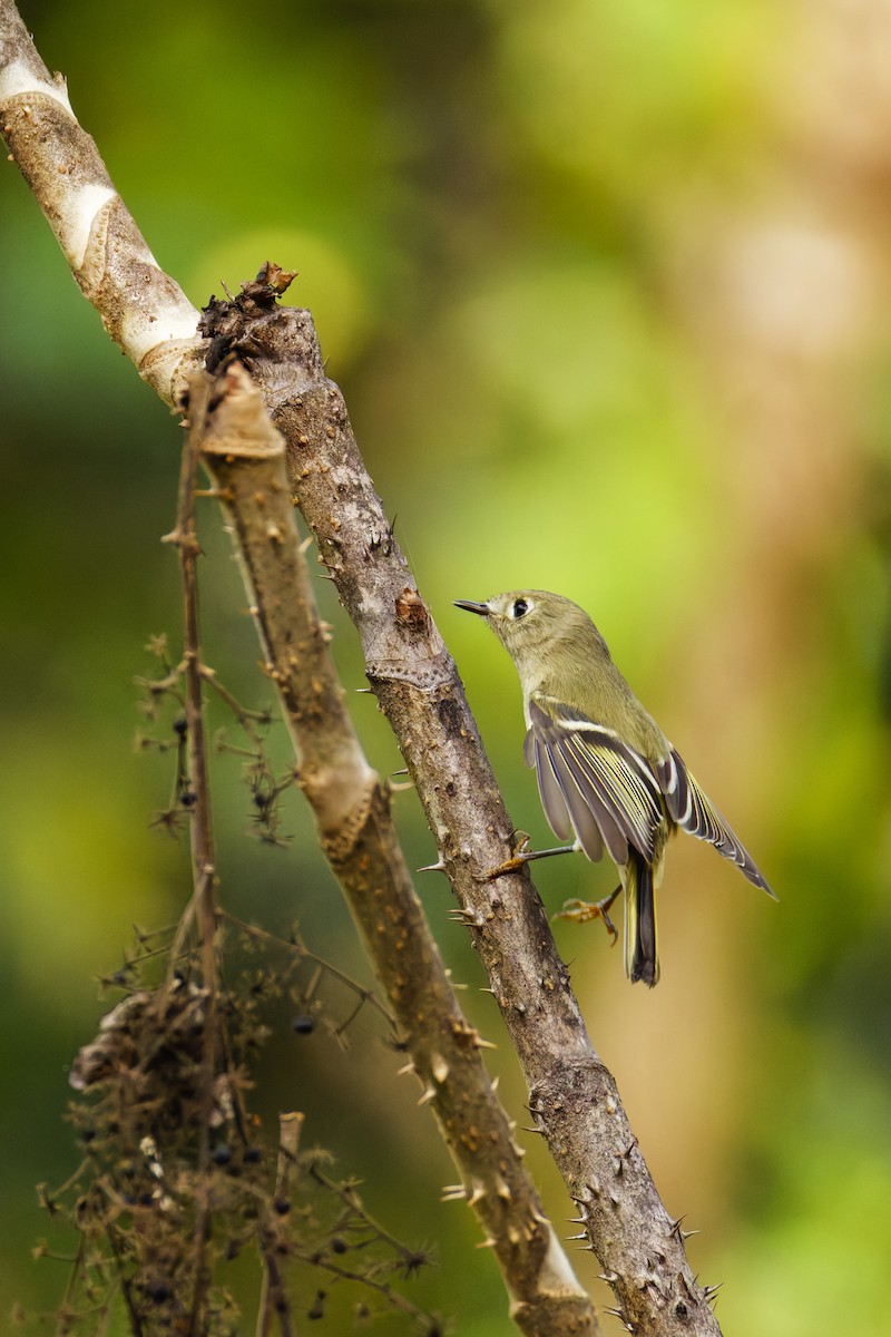 Ruby-crowned Kinglet - ML624524926