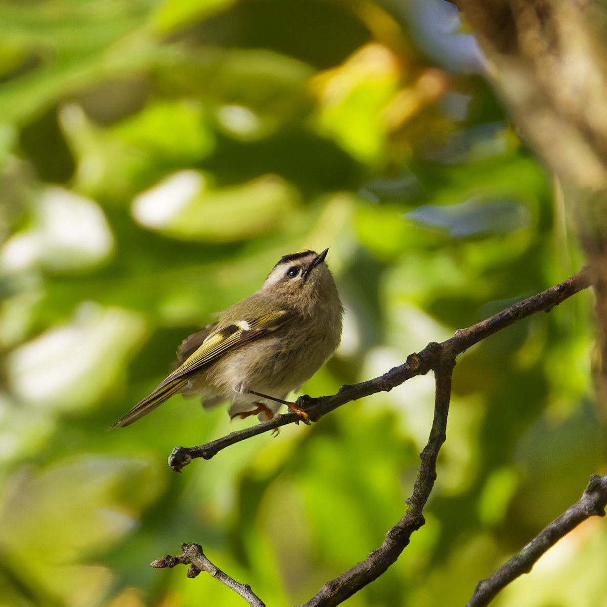 Golden-crowned Kinglet - ML624524937