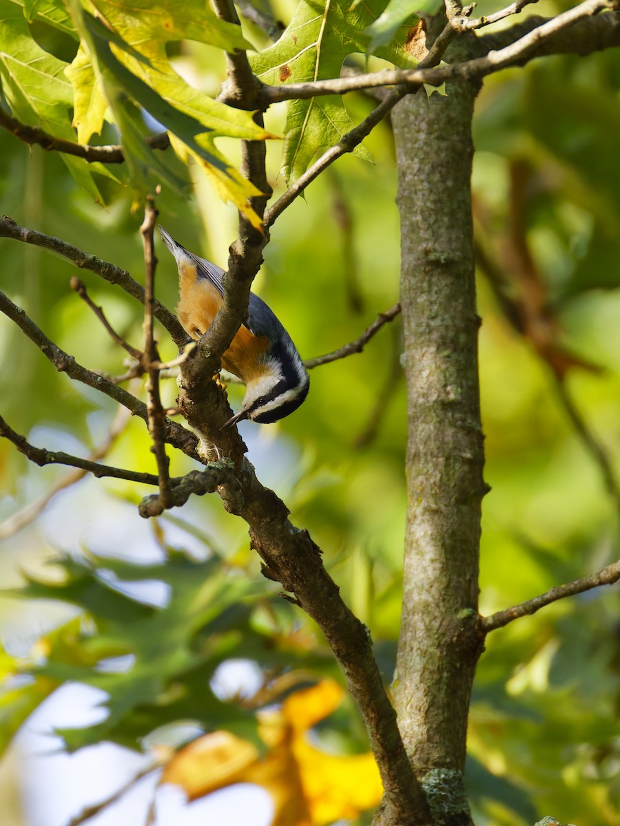 Red-breasted Nuthatch - ML624524943