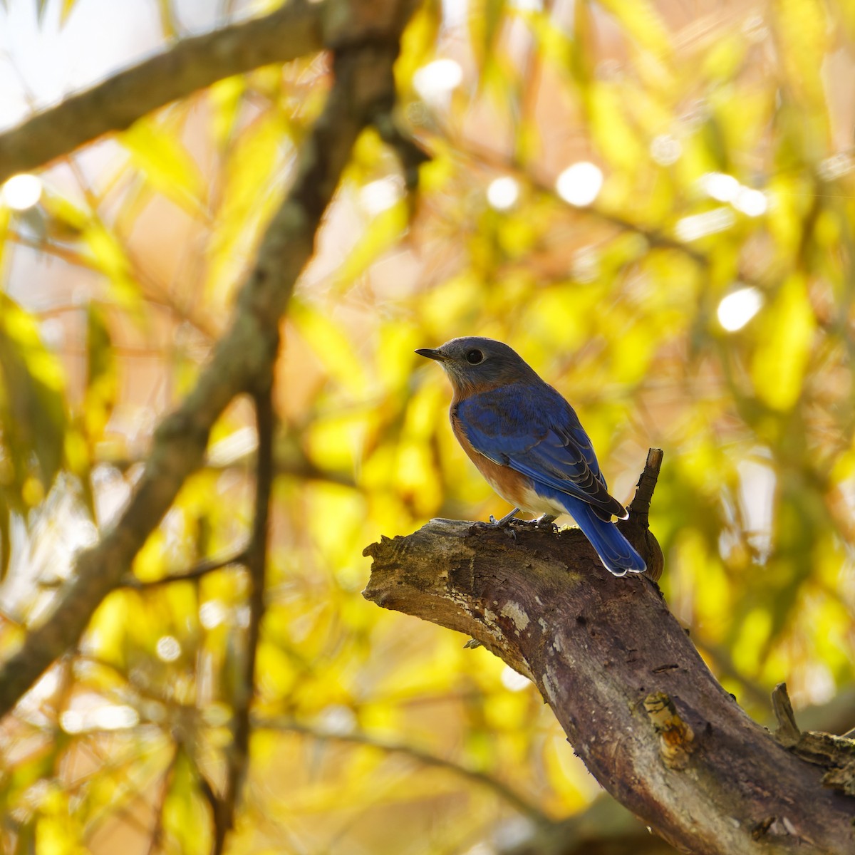 Eastern Bluebird - ML624524962