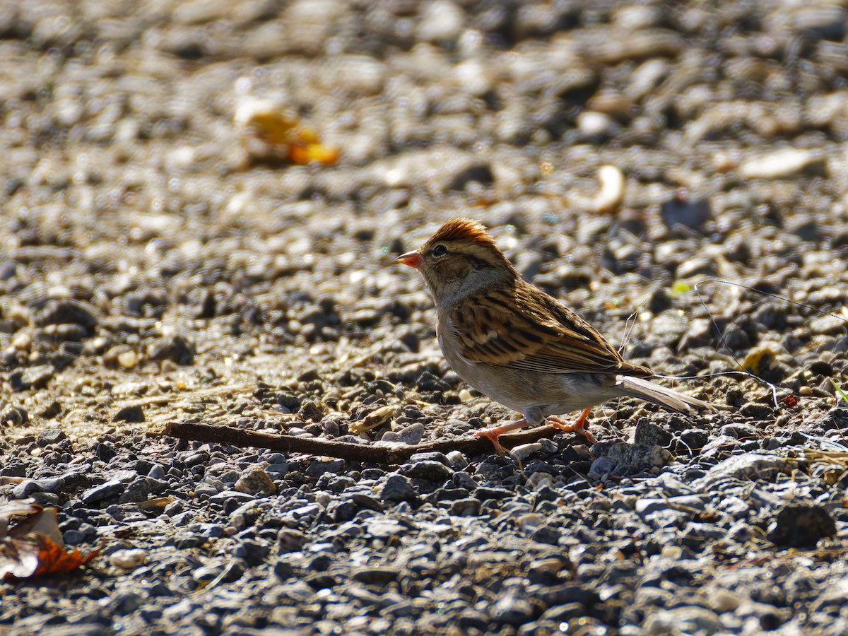 Field Sparrow - ML624524969