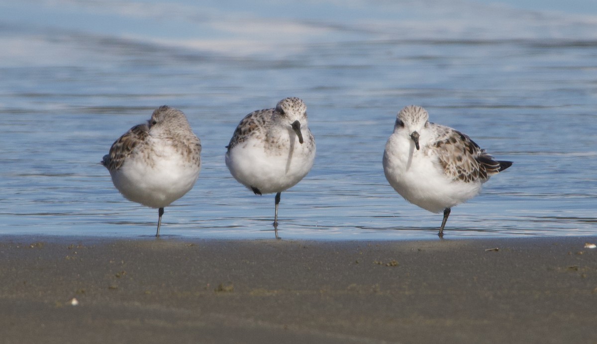 Sanderling - ML624524970