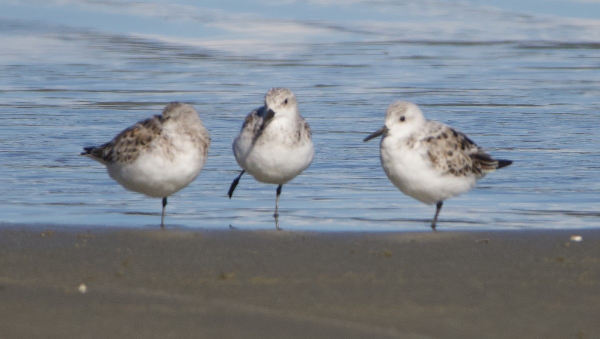 Sanderling - ML624524971