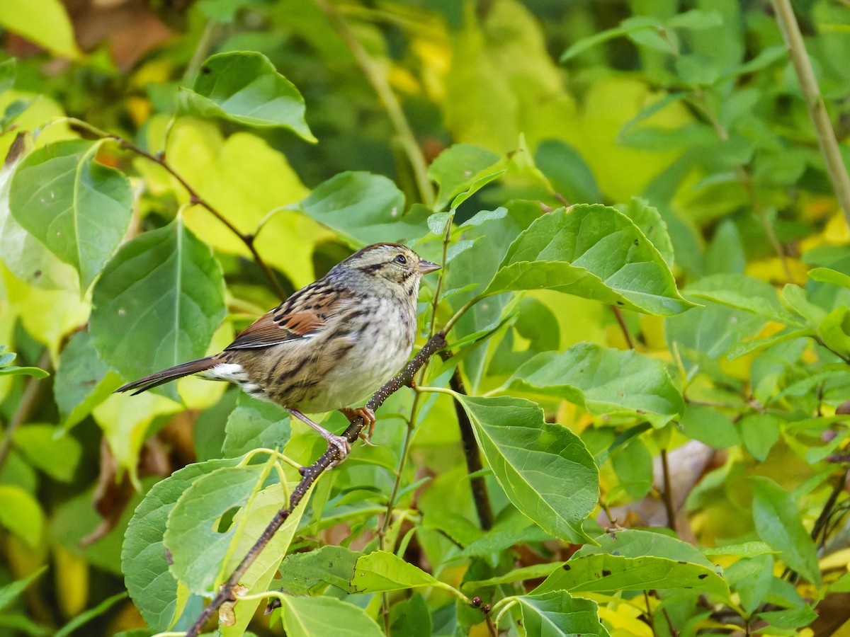 Swamp Sparrow - ML624524975